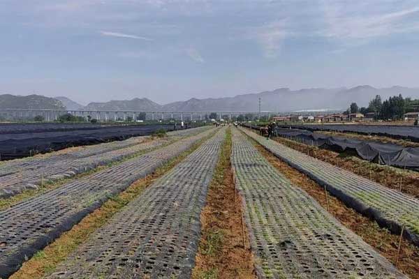 365电子游戏中药材规范化种植基地 365电子游戏中药材规范化种植基地