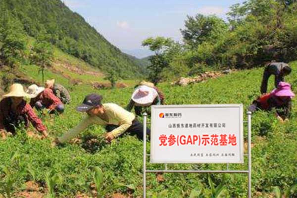 365电子游戏党参种植基地