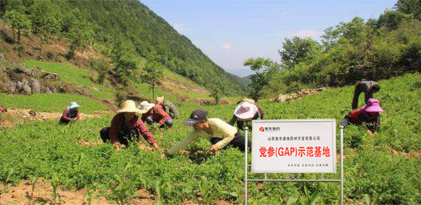 365电子游戏,党参示范基地 365电子游戏,党参示范基地